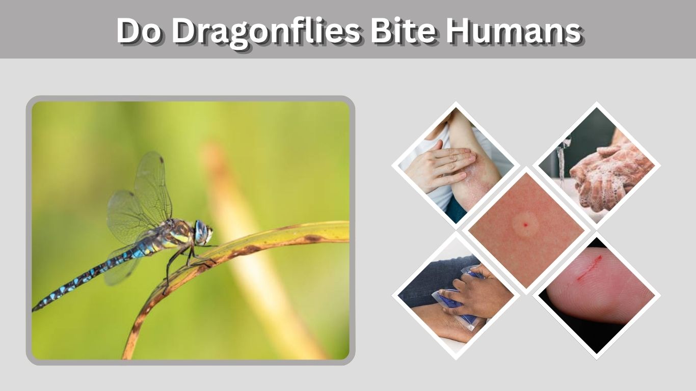 Do Dragonflies Bite Humans? What You Should Know