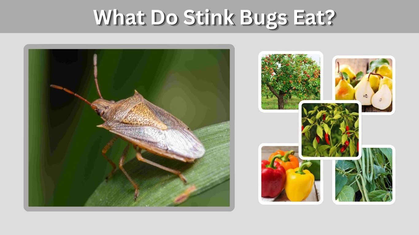 What Do Stink Bugs Eat? 10 Common Foods They Prefer