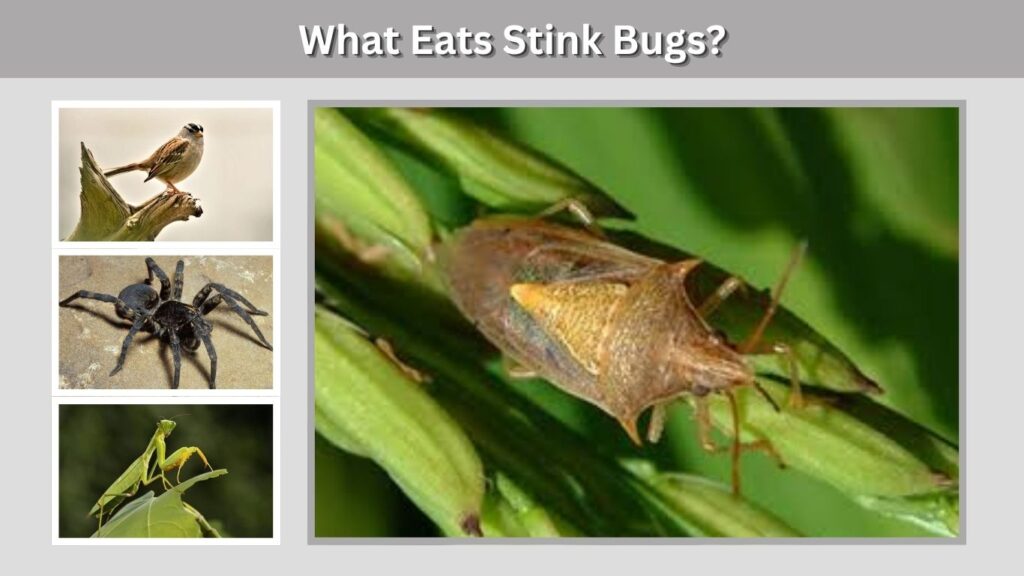 What Eats Stink Bugs?