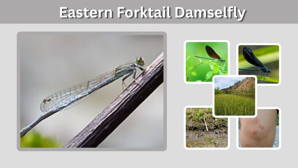 Eastern Forktail Damselfly: Identification and Facts