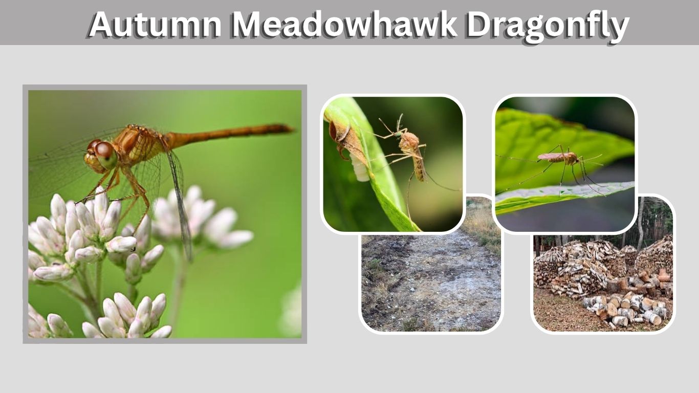 Autumn Meadowhawk Dragonfly: Identification and Facts