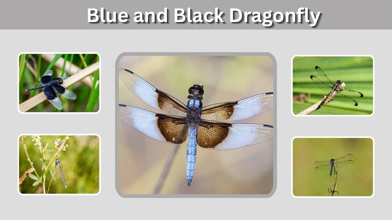 Blue and Black Dragonfly: Identification, Species & Meaning