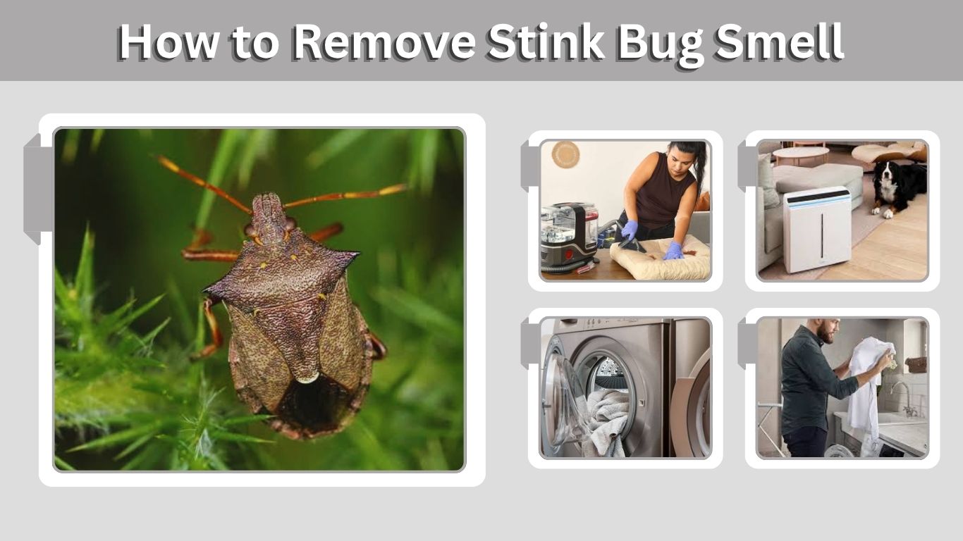 How to Remove Stink Bug Smell From Your Home and Skin