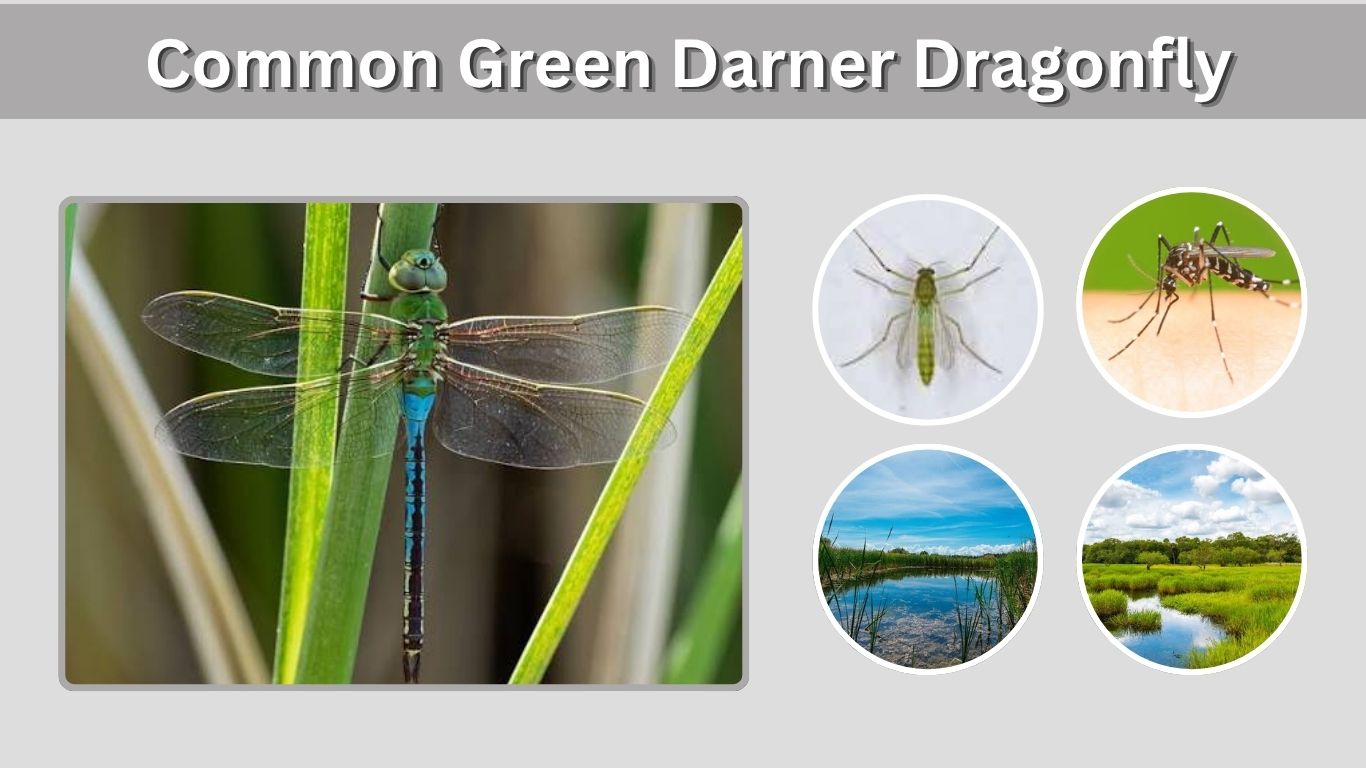 Common Green Darner Dragonfly: Identification, Size & Facts