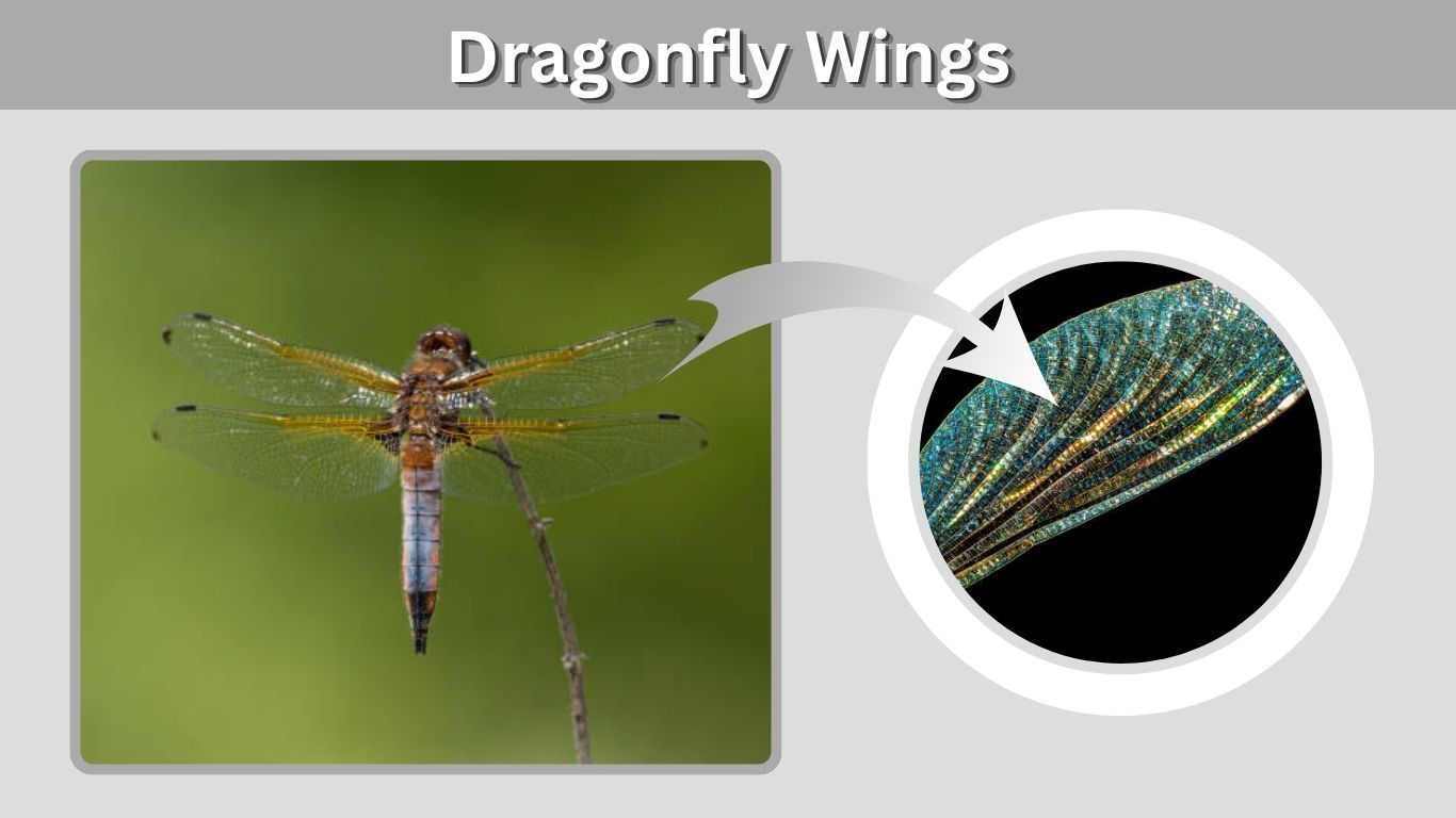 Dragonfly Wings: Structure, Patterns, Colors & Flight Facts
