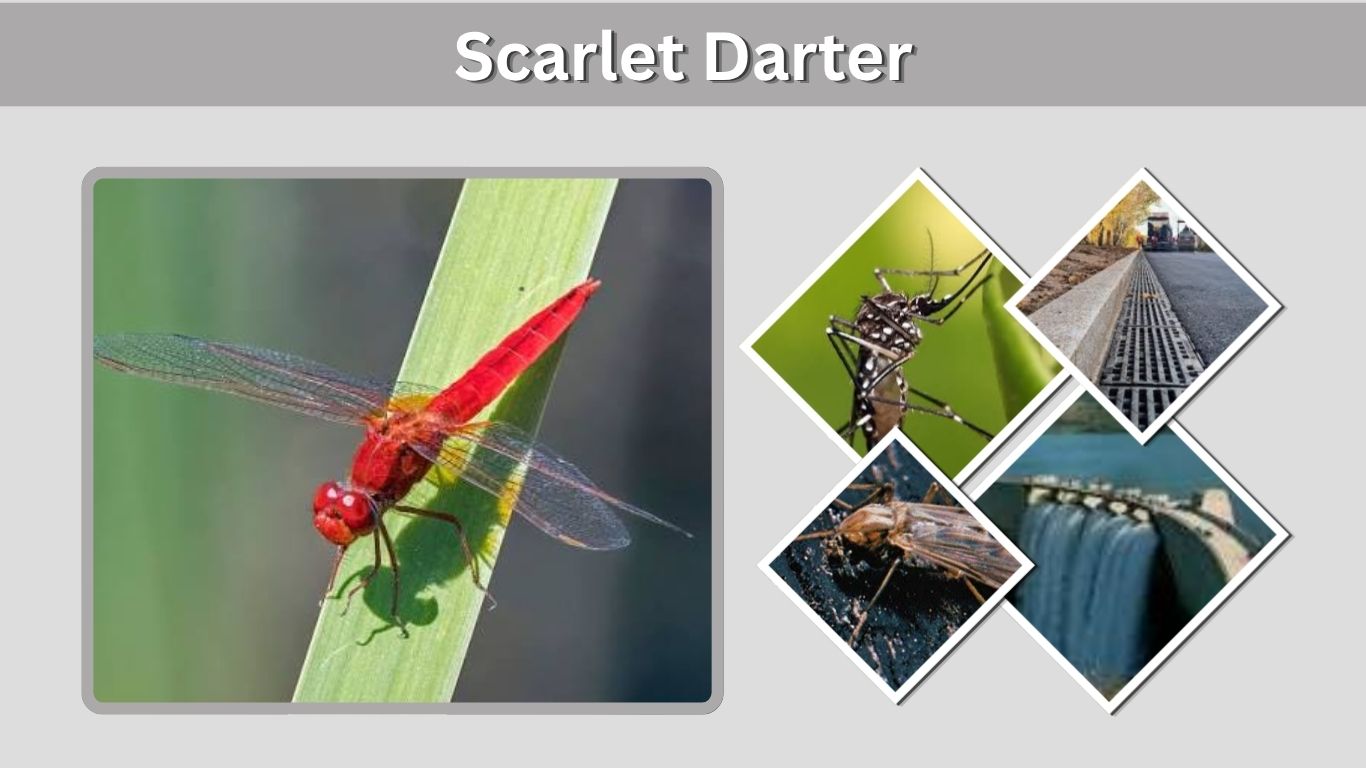 Scarlet Darter: Identification, Habitat, and Facts