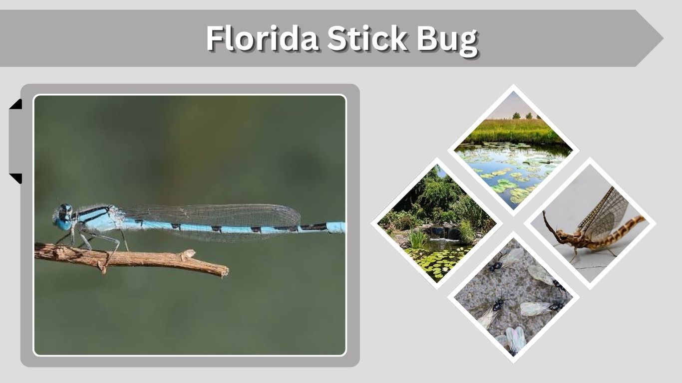 Familiar Bluet: Identification, Habitat, Range & Facts