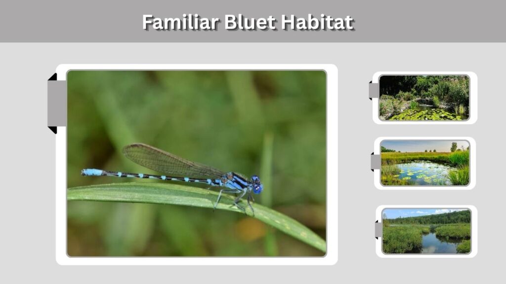 Familiar Bluet Habitat