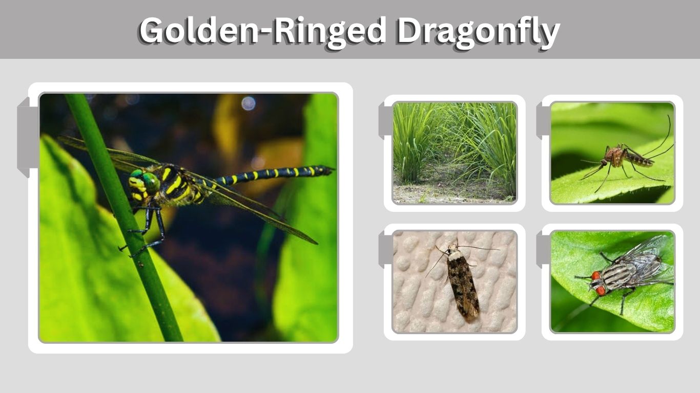 Golden-Ringed Dragonfly: Size, Habitat, Life Cycle & Facts