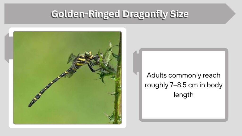 Golden-Ringed Dragonfly Size