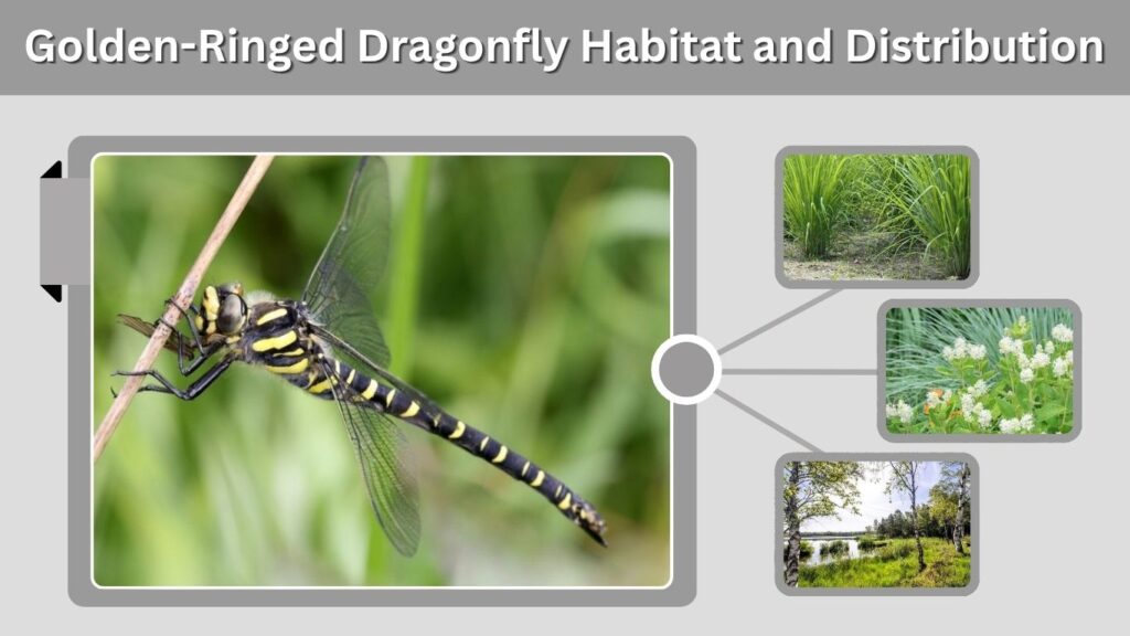 Golden-Ringed Dragonfly Habitat and Distribution