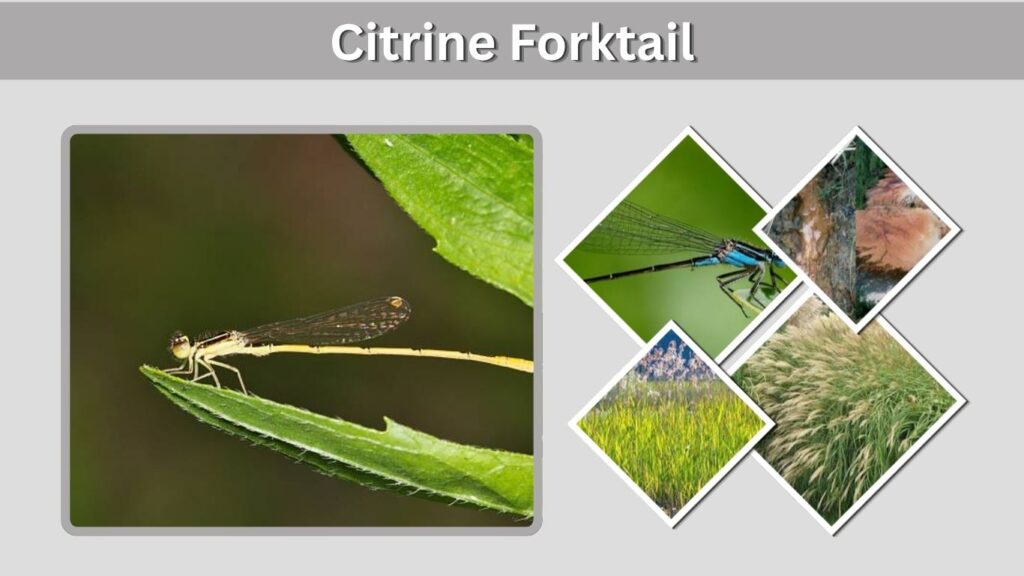 Citrine Forktail: Identification, Habitat, Life Cycle and Facts