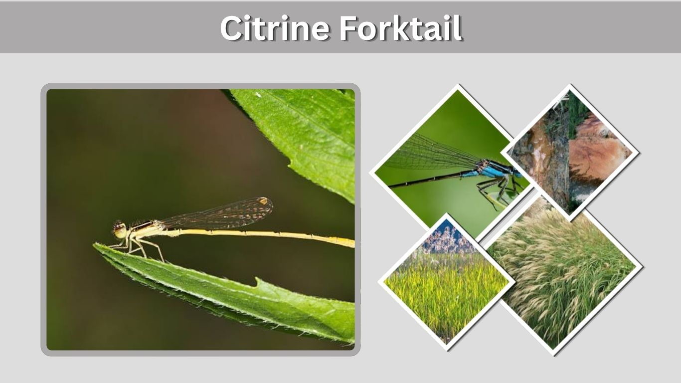 Citrine Forktail: Identification, Habitat, Life Cycle and Facts
