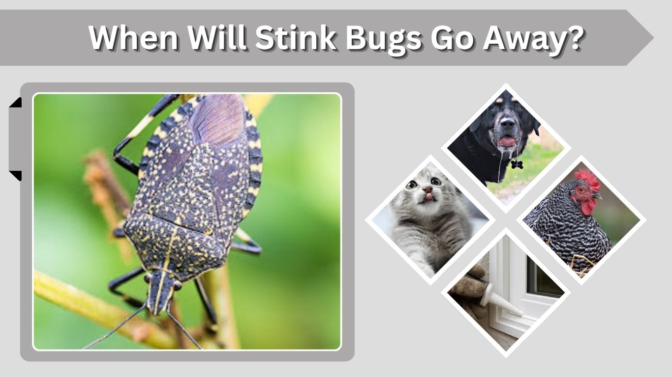When Will Stink Bugs Go Away? Seasonal Guide & Control