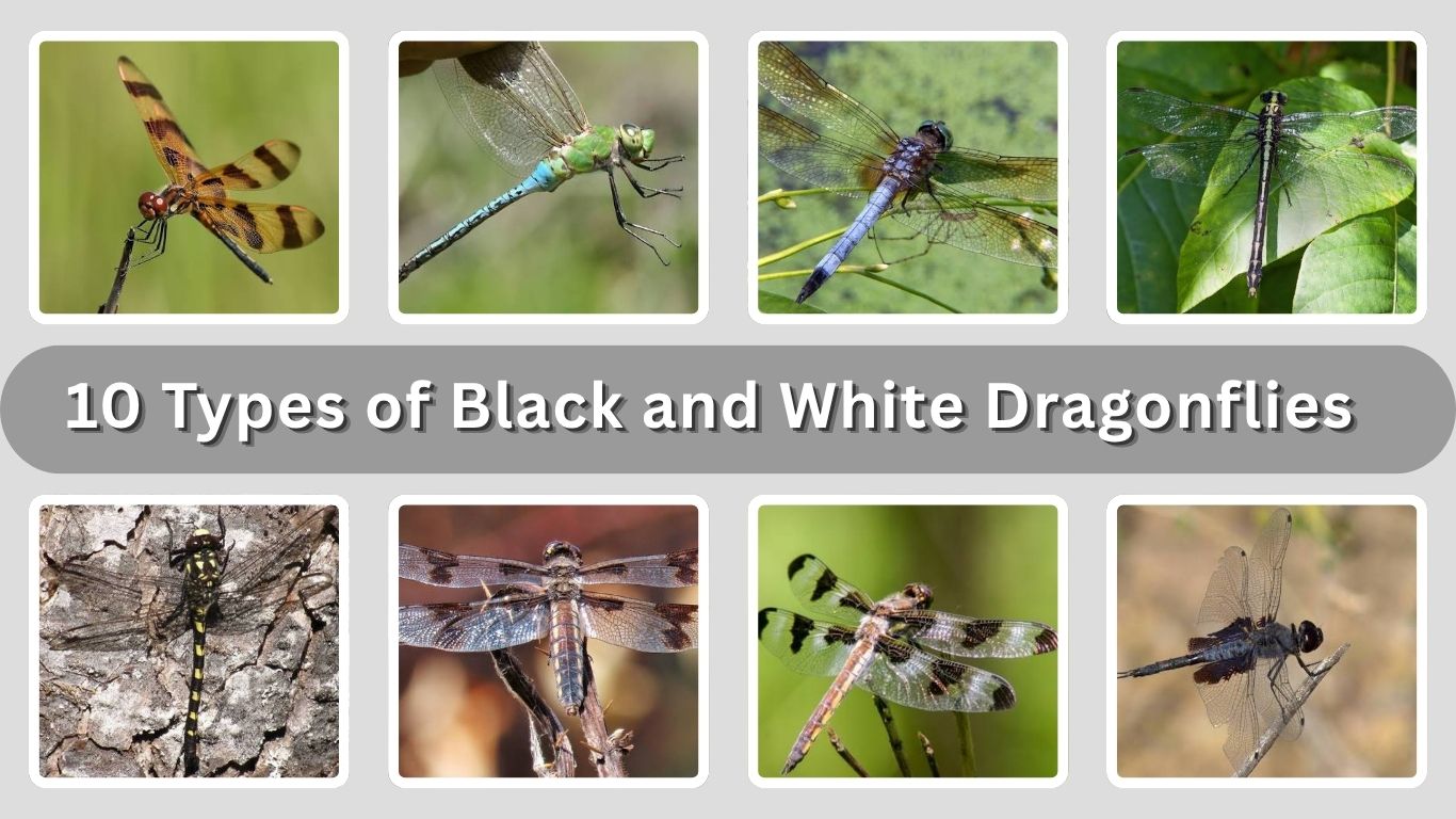 10 Types of Black and White Dragonflies: Identification and Pictures
