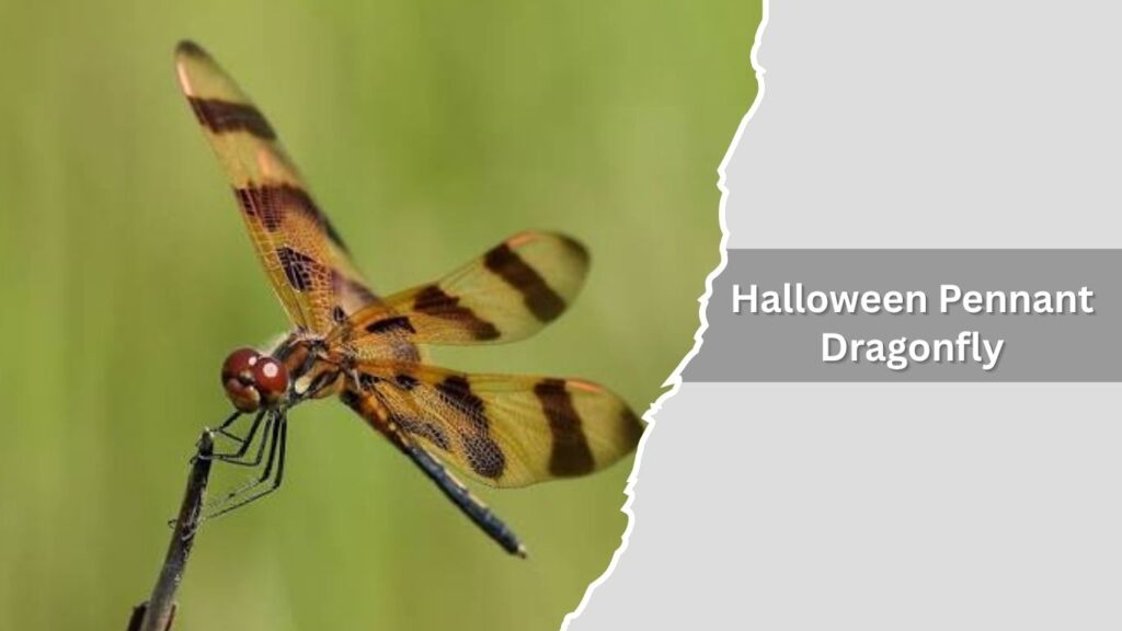 Halloween Pennant Dragonfly
