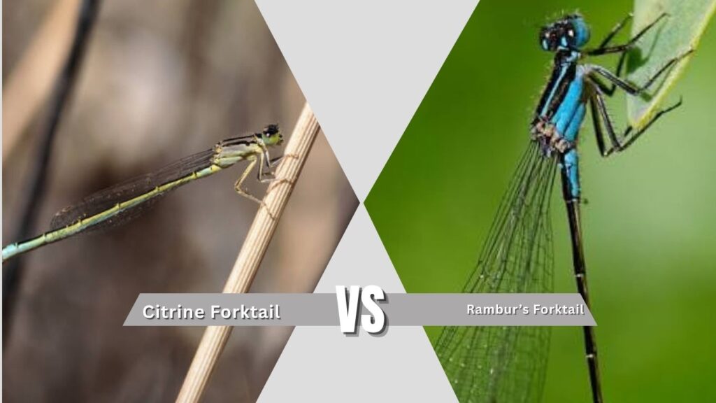 Citrine Forktail vs Rambur’s Forktail
