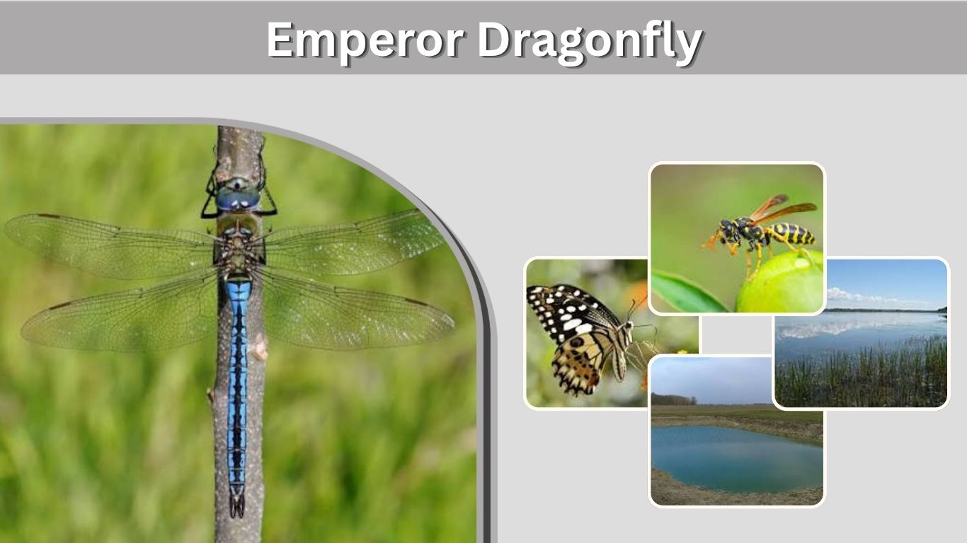 Emperor Dragonfly: Size, Habitat, Diet, and Life Cycle