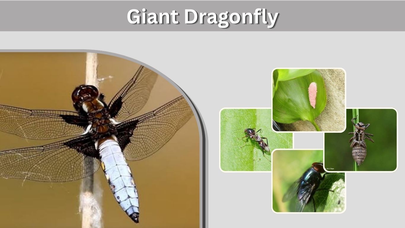 Giant Dragonfly: Size, Species, Prehistoric Facts & More