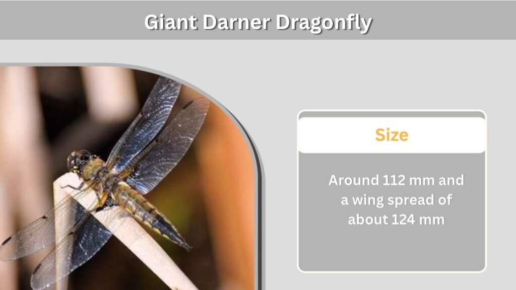 Giant Darner Dragonfly