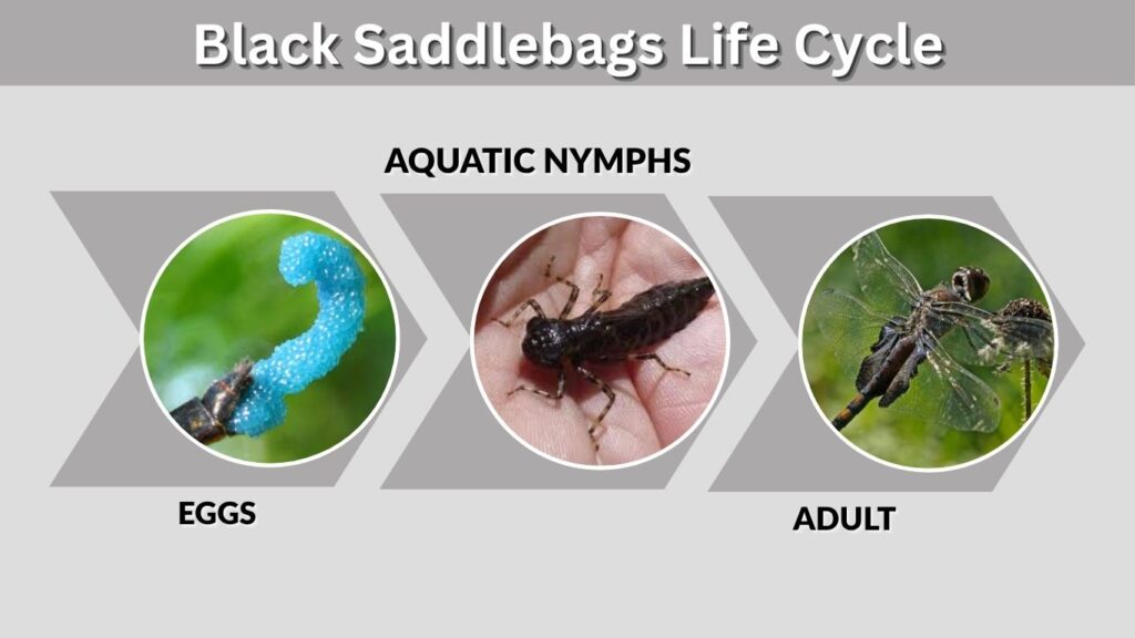 Black Saddlebags Life Cycle