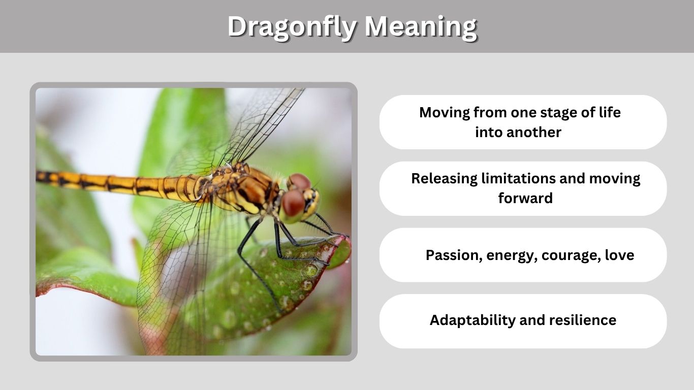 Dragonfly Meaning: Spiritual Symbolism, Colors & Signs