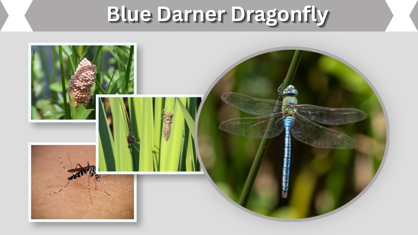 Blue Darner Dragonfly: Identification, Habitat & Facts