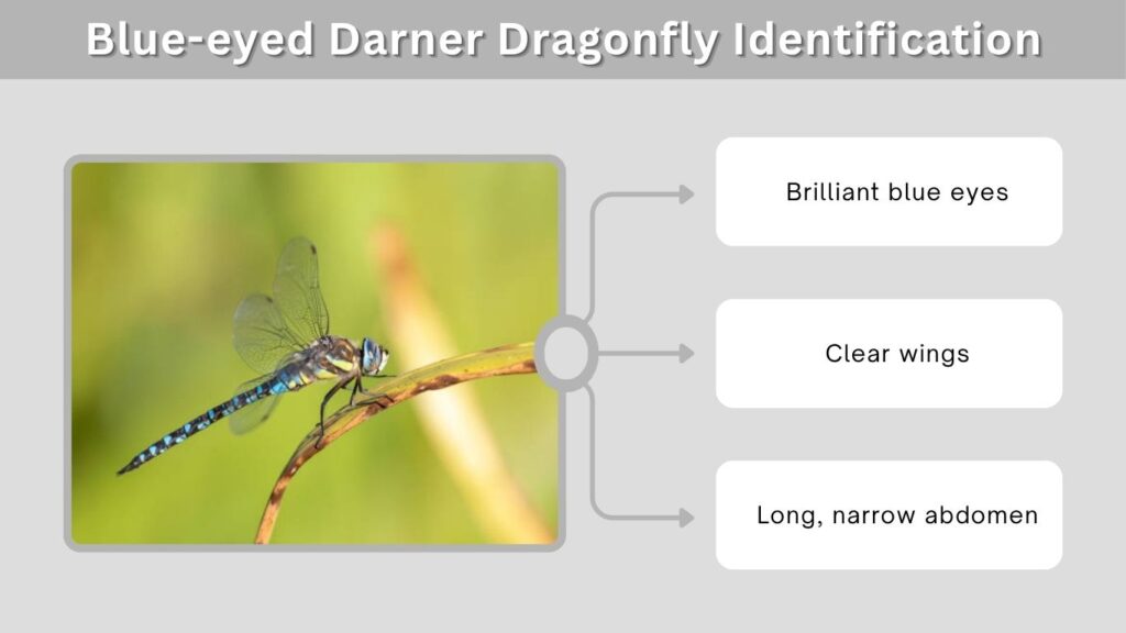 Blue-eyed Darner Dragonfly Identification