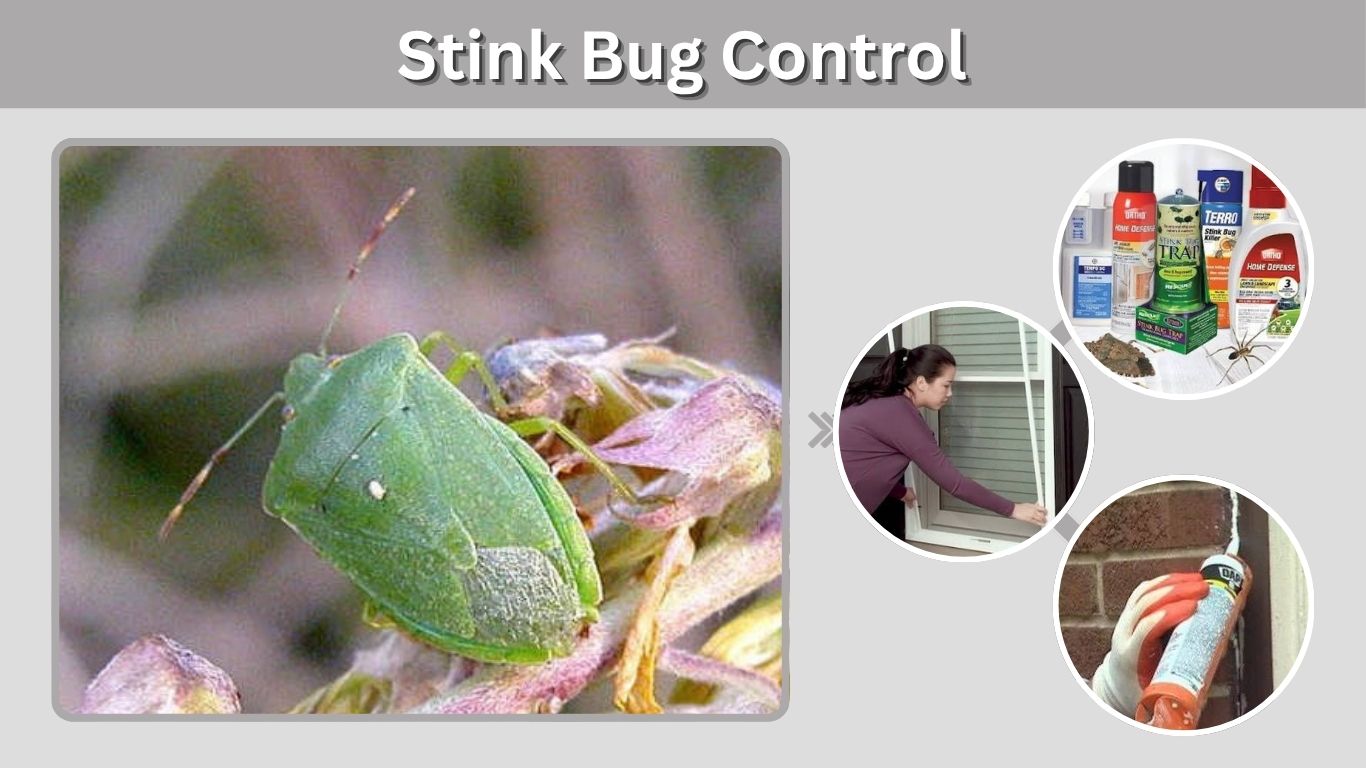 Stink Bug Control: How to Get Rid of Stink Bugs Fast