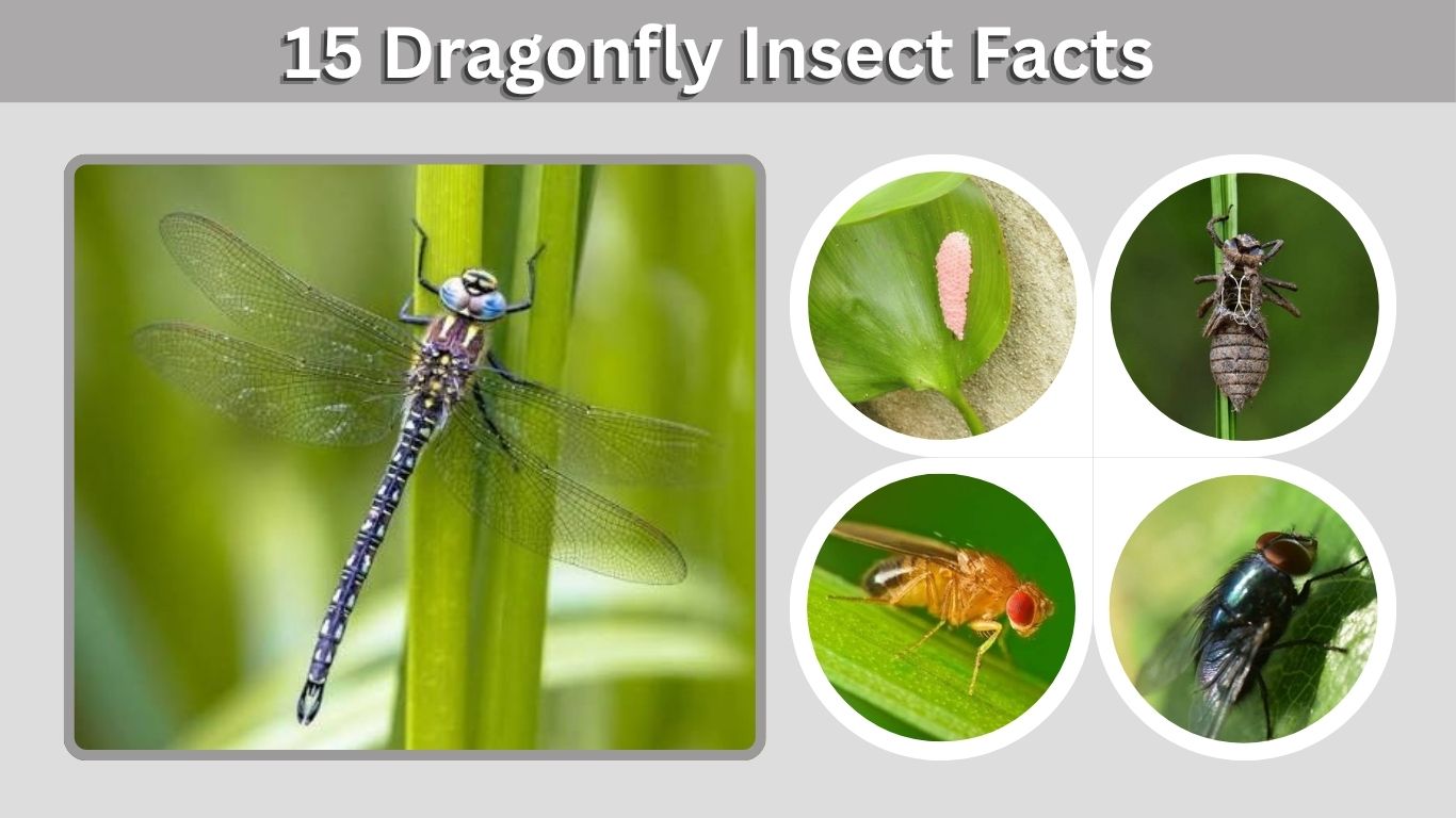 15 Dragonfly Insect Facts You Probably Didn’t Know