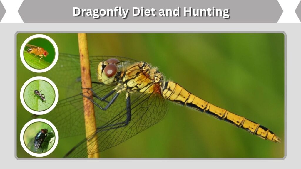 Dragonfly Diet and Hunting