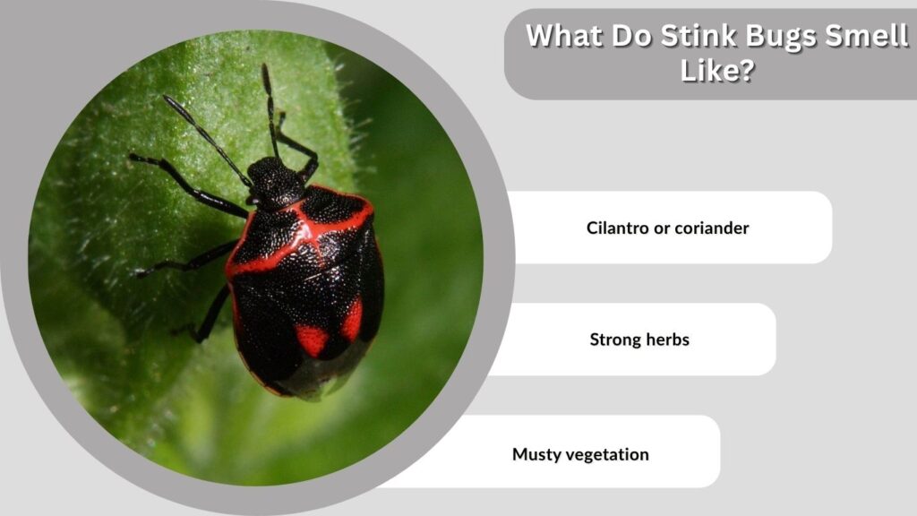 What Do Stink Bugs Smell Like?