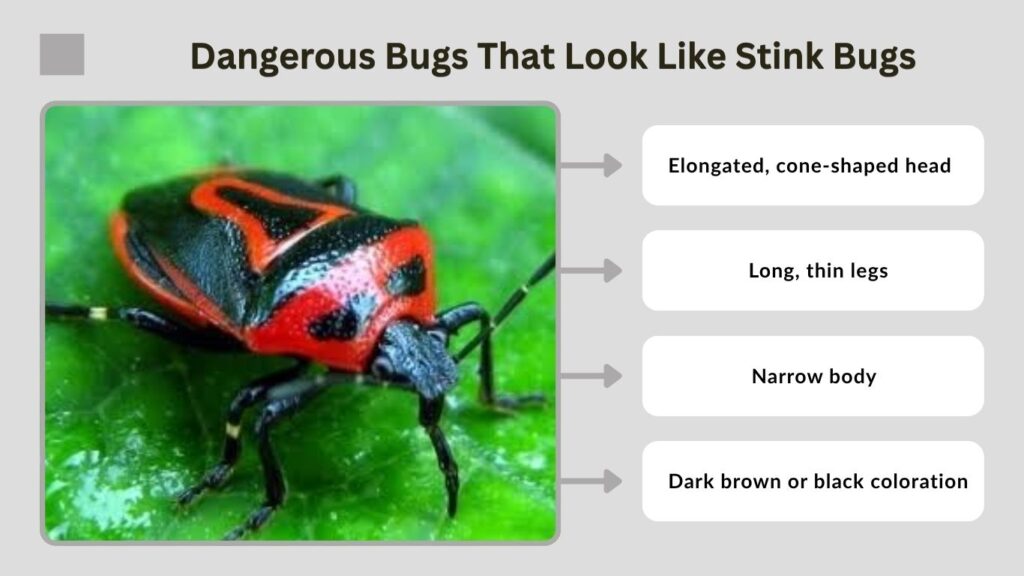 Dangerous Bugs That Look Like Stink Bugs