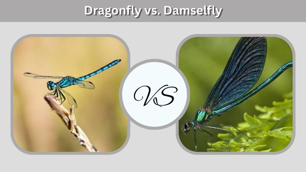 Dragonfly vs. Damselfly