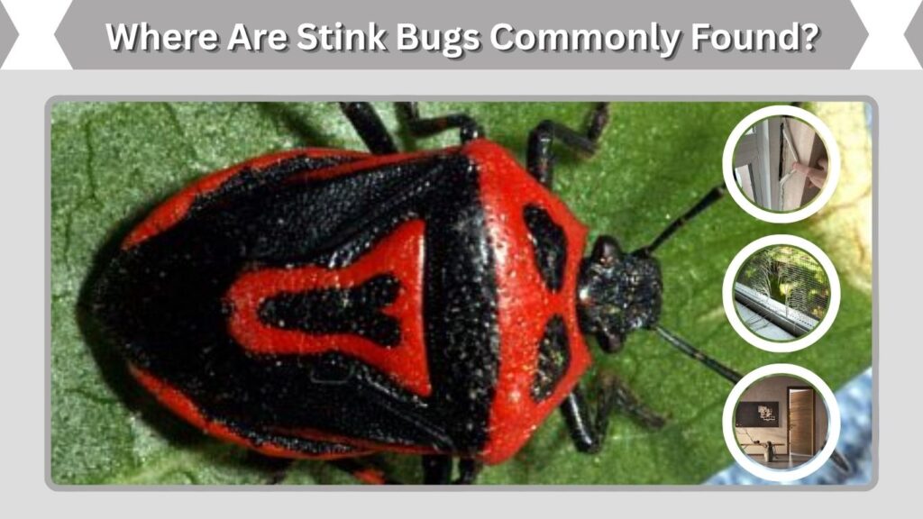 Where Are Stink Bugs Commonly Found?