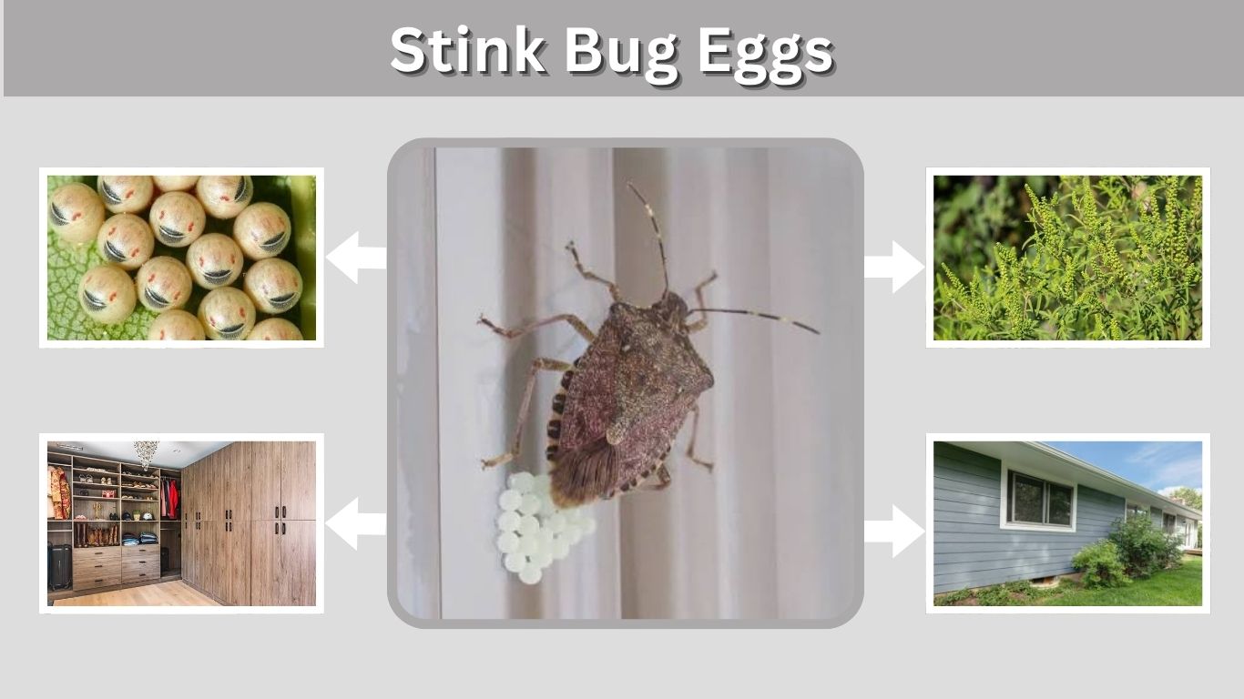 Stink Bug Eggs: Identification, Hatching & Removal Guide