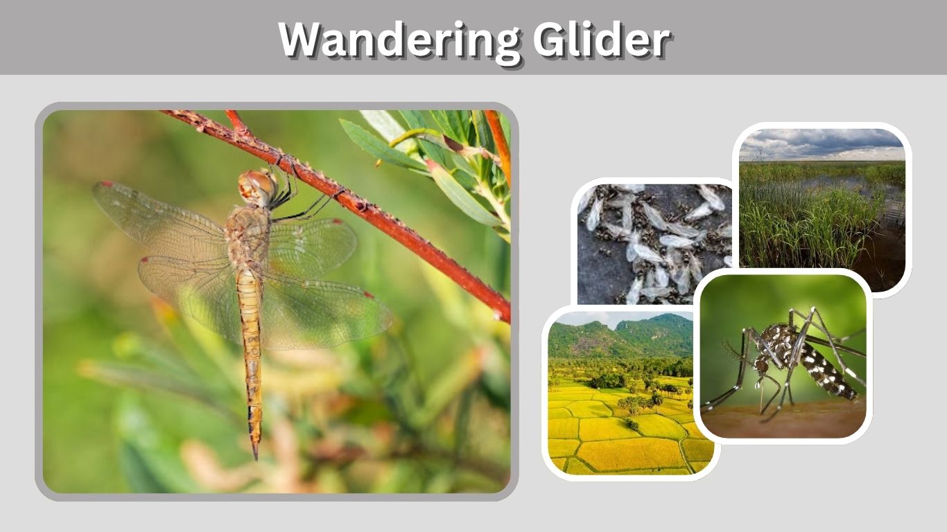Wandering Glider: Migration, Habitat, and Facts