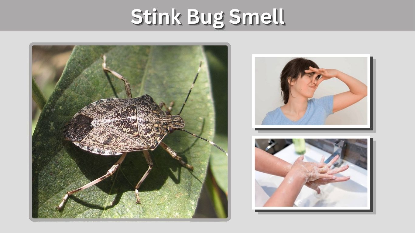Stink Bug Smell: What It Smells Like & How to Remove It