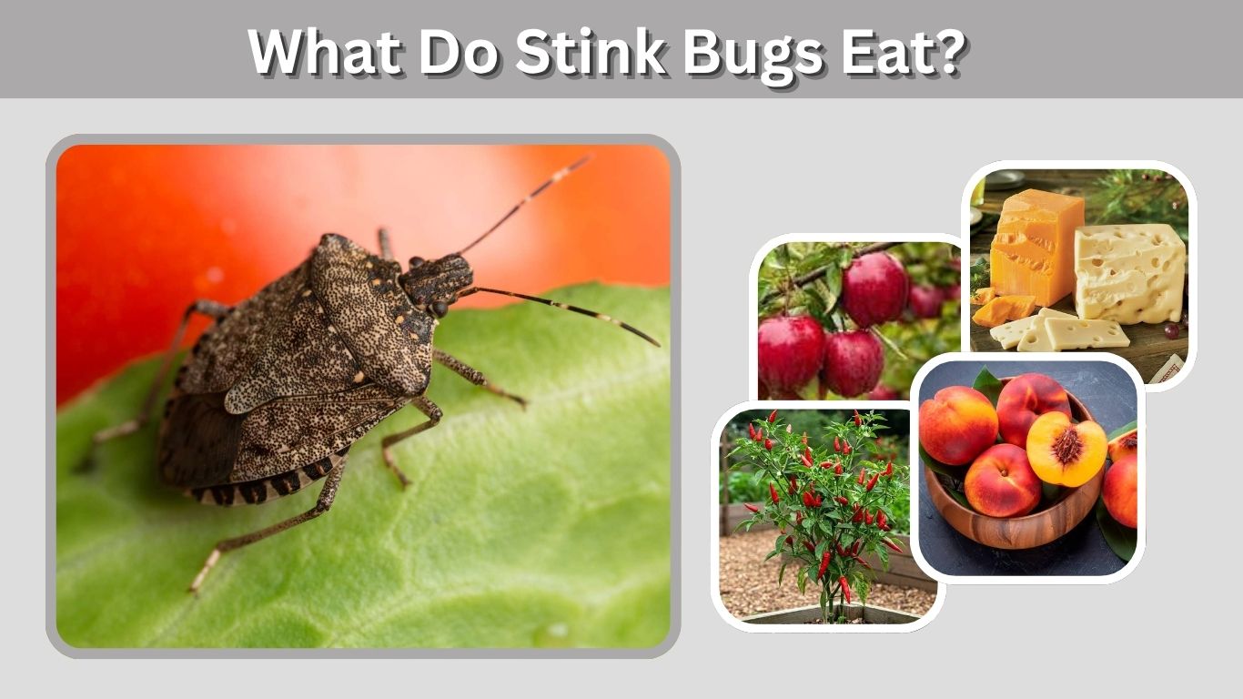 What Do Stink Bugs Eat? 10 Foods They Commonly Feed On