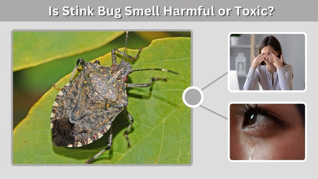 Is Stink Bug Smell Harmful or Toxic?