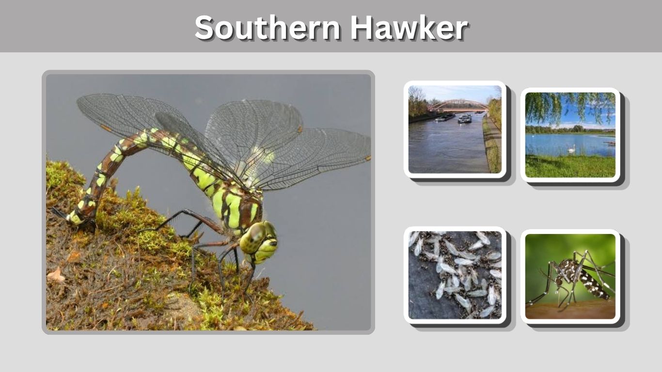 Southern Hawker: Identification, Habitat, and Facts