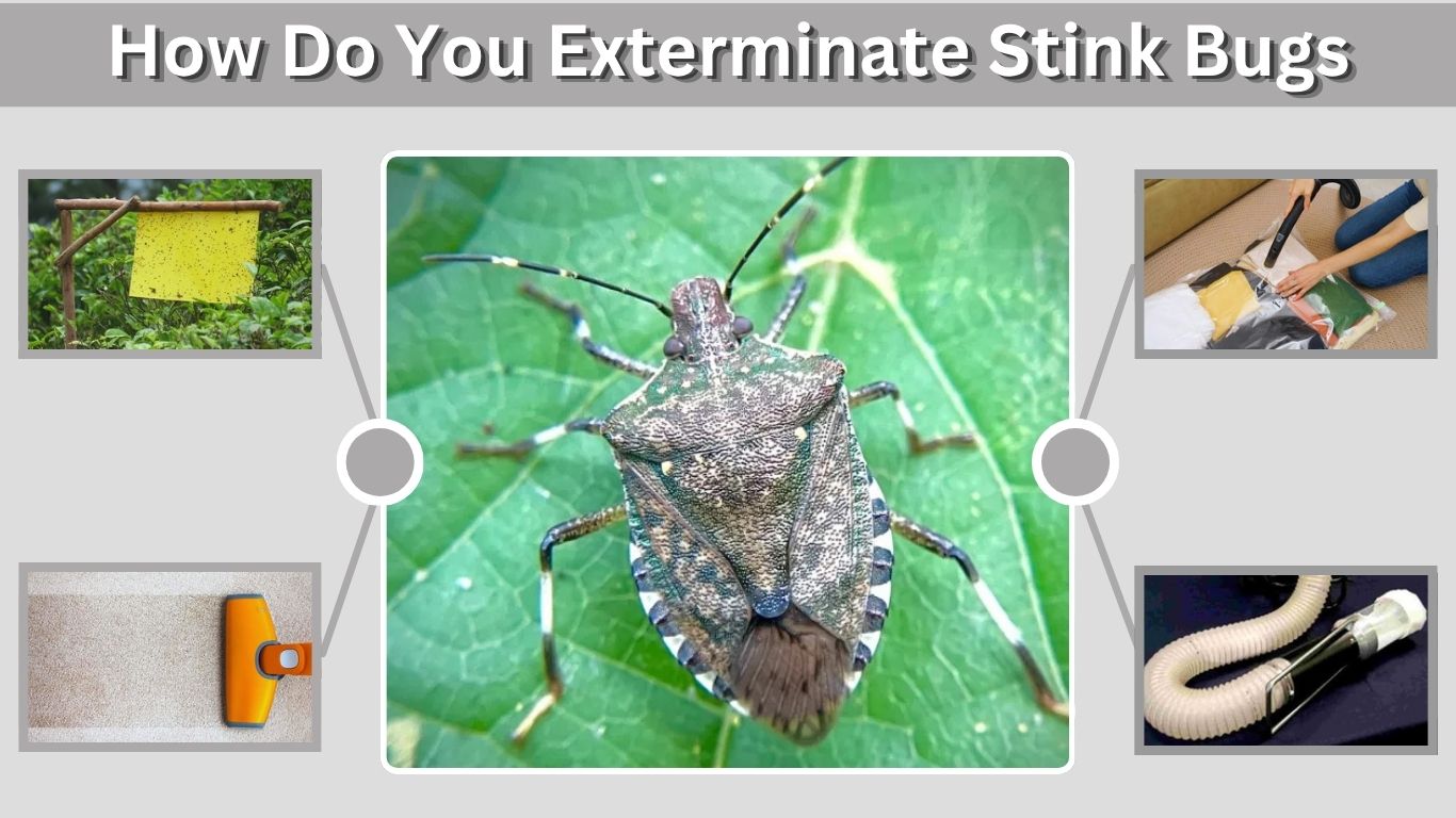 How Do You Exterminate Stink Bugs? Best Methods That Work
