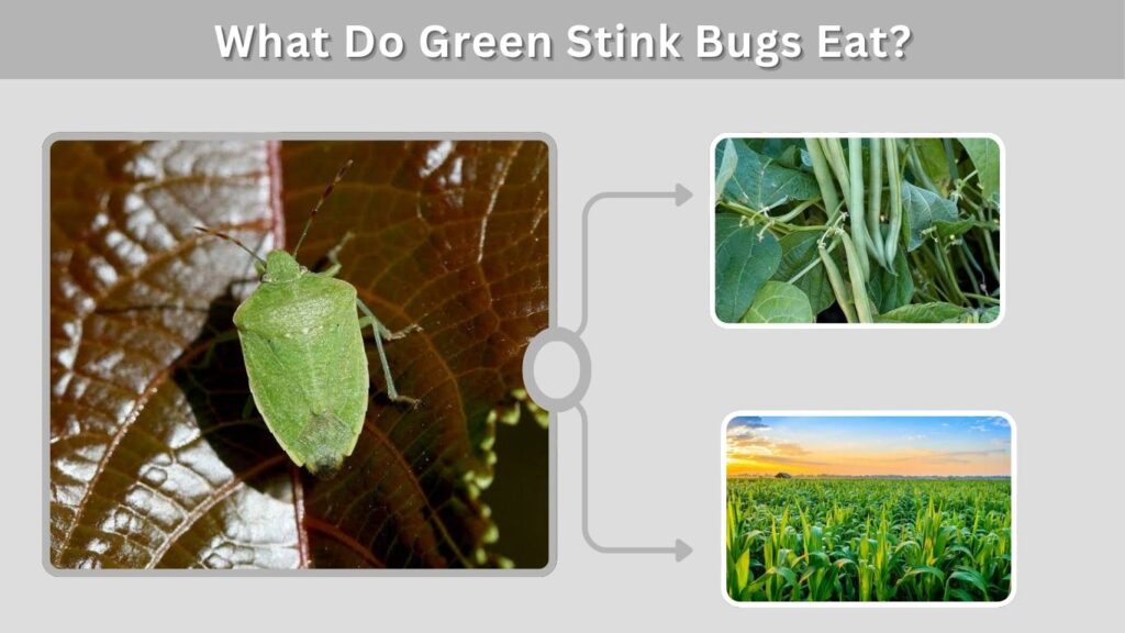 What Do Green Stink Bugs Eat?