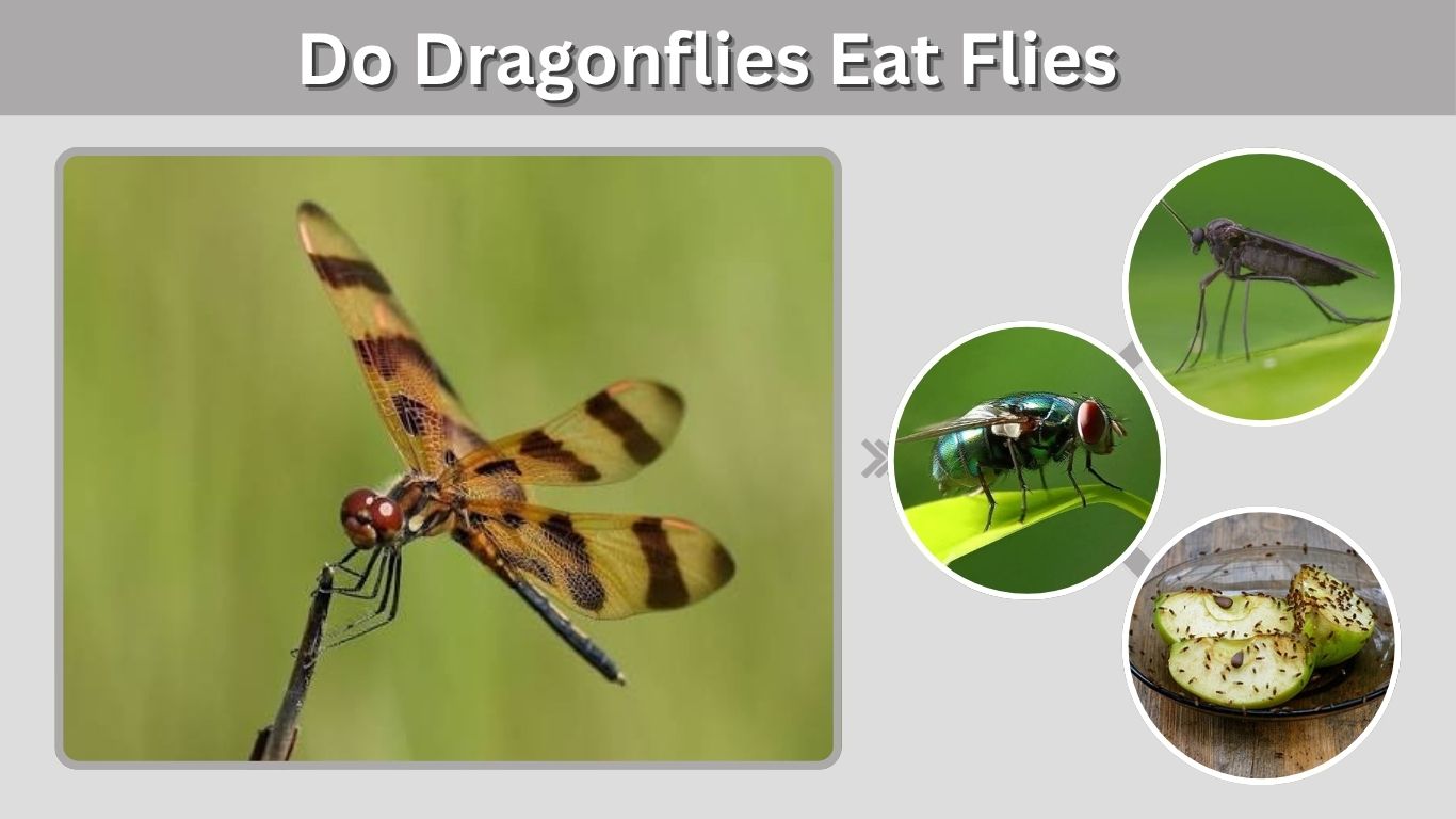 Do Dragonflies Eat Flies? Diet, Prey and Hunting Facts