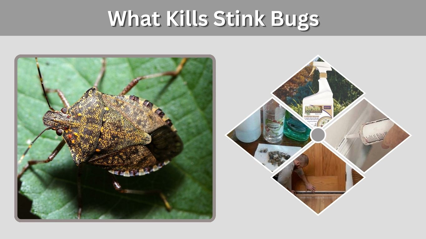 What Kills Stink Bugs? Best Ways to Kill Them Fast