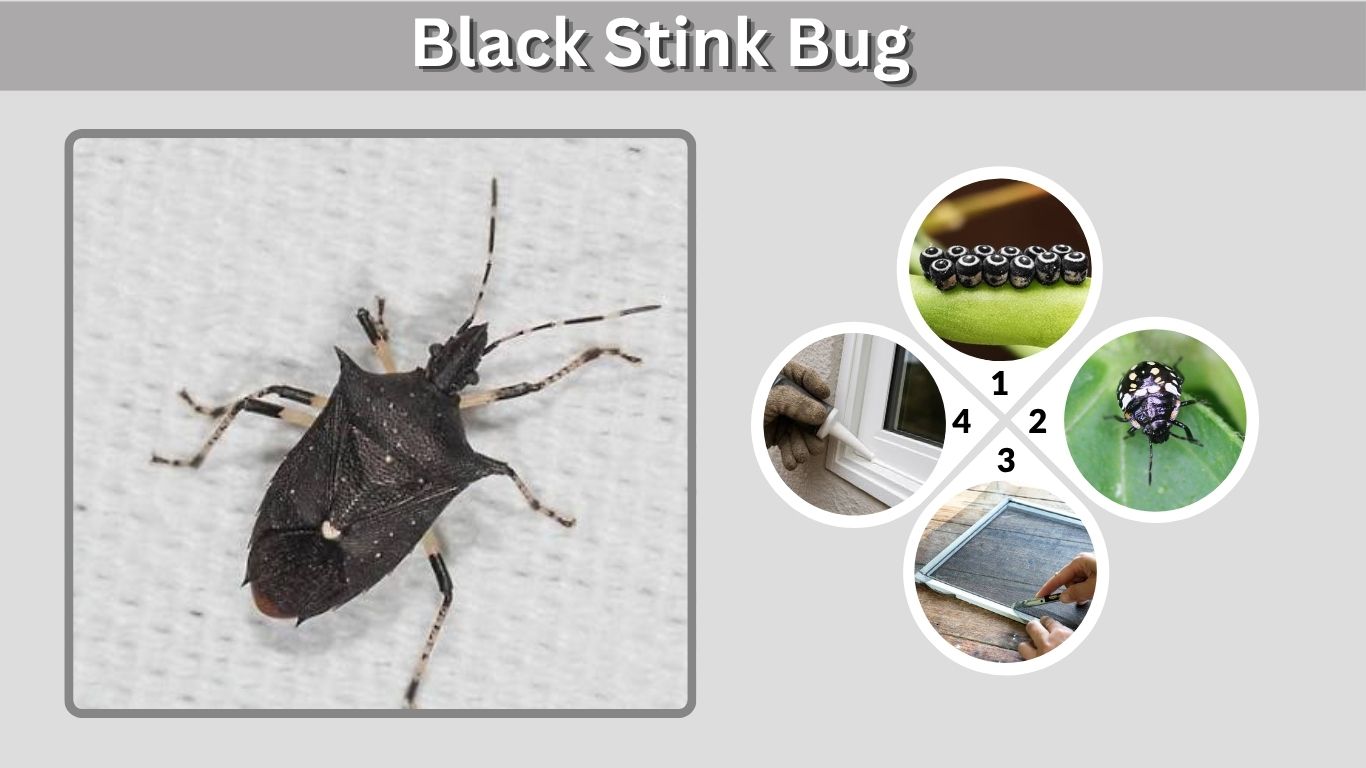 Black Stink Bug: Identification, Eggs, Bite & Life Cycle